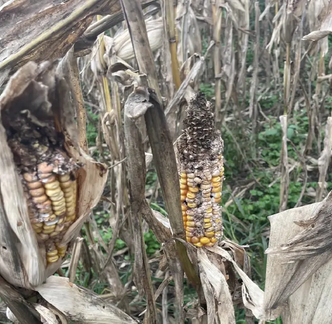 Grain damage confirmed from FAW in the Far North. 23-05-22