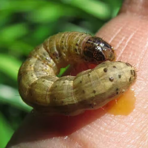 fall-armyworm-maize-damage